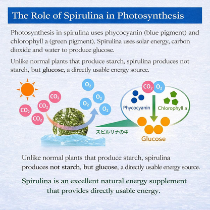 سبيرولينا يابانية معزّزة بالفيكوسيانين (5%) – 1500 قرص لدعم الطاقة والمناعة – سوبر فود غني بالبروتين والفيتامينات - صنع في اليابان